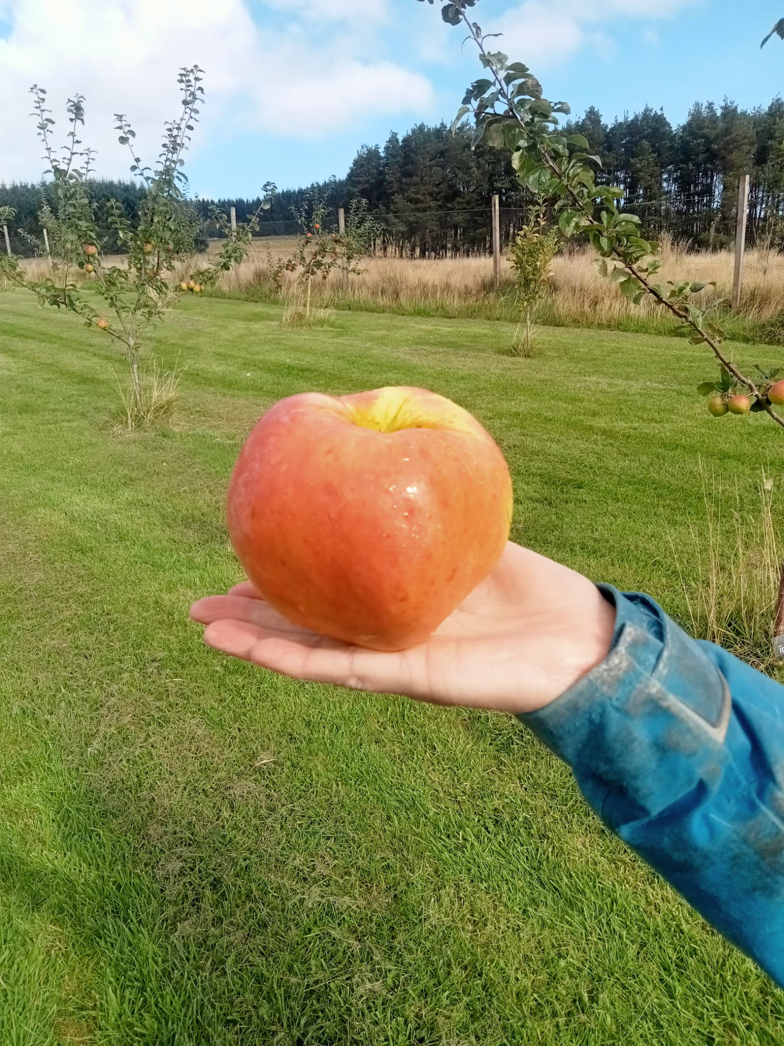 Orchard Development