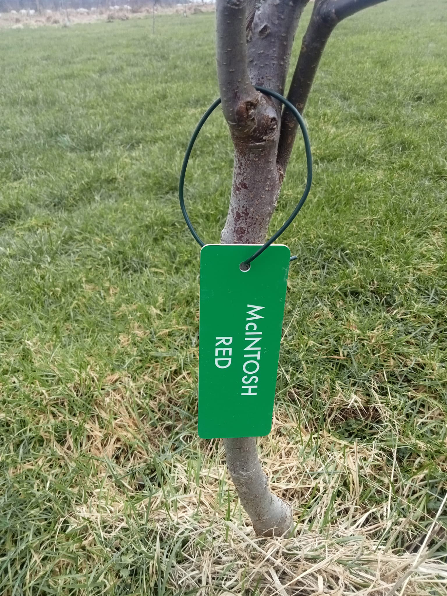 Orchard Development