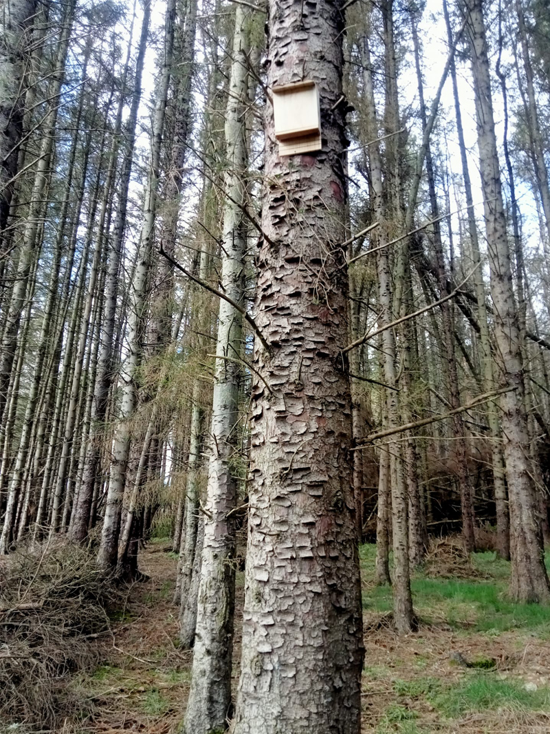 Bat Boxes