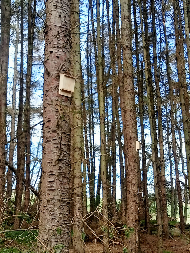 Bat Boxes