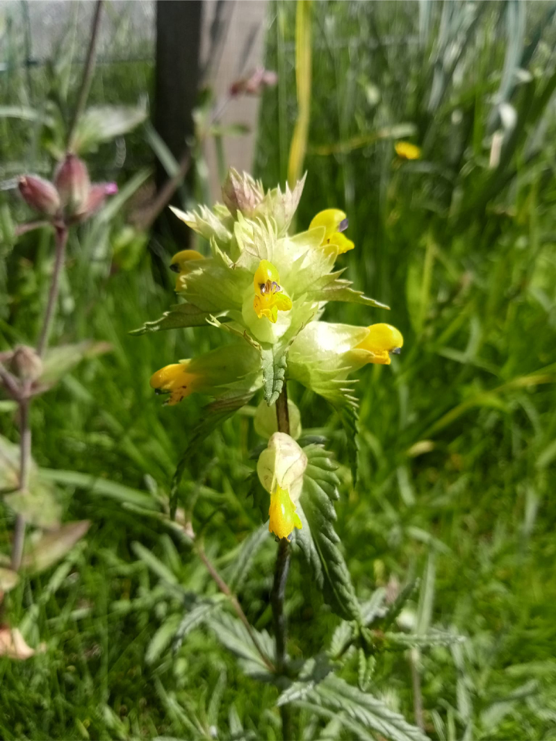 Native Flowers