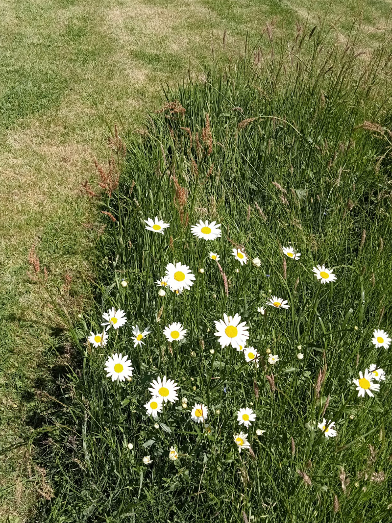 Native Flowers