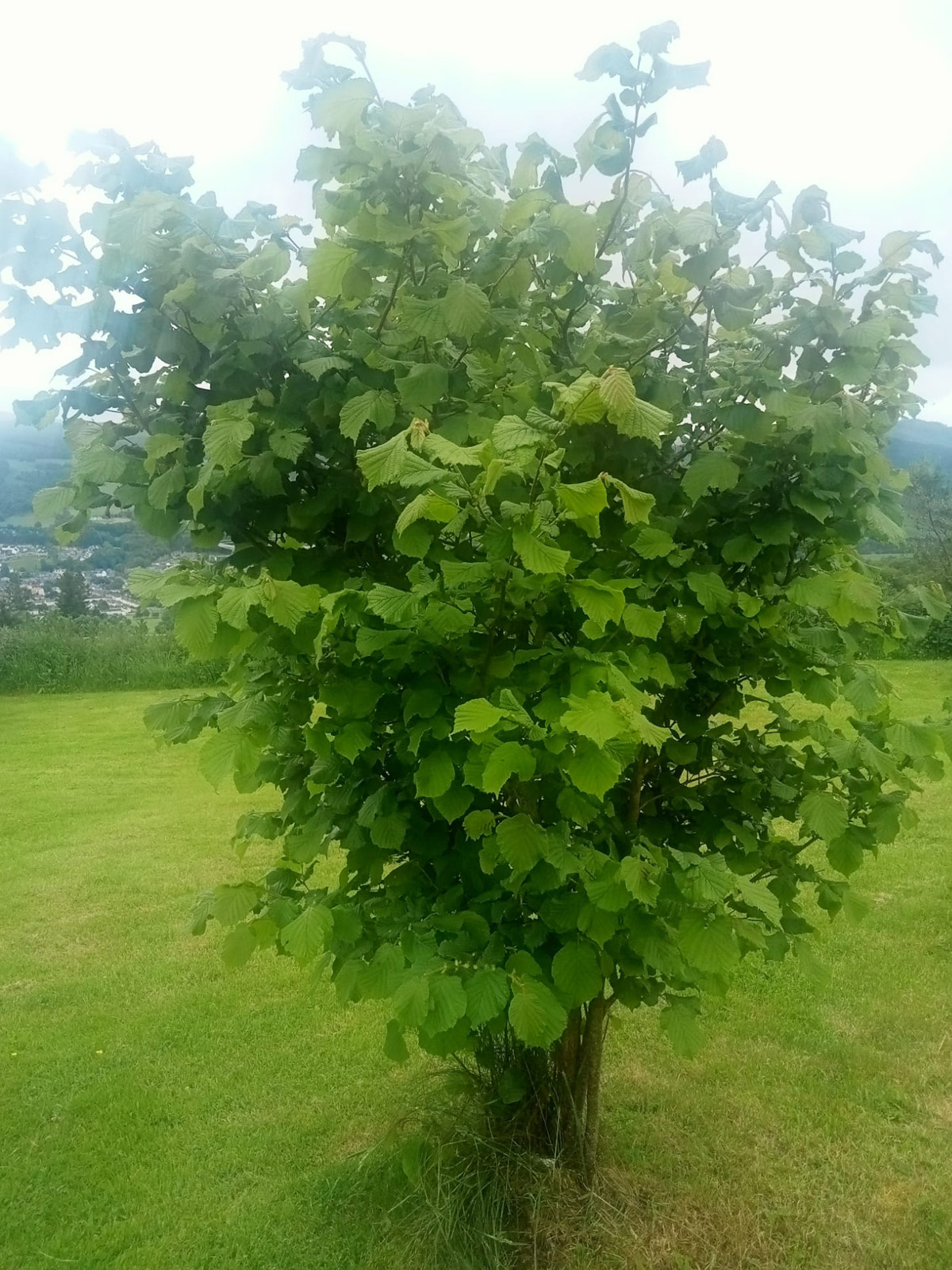 Orchard Development
