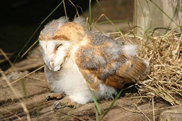 British Trust for Ornithology