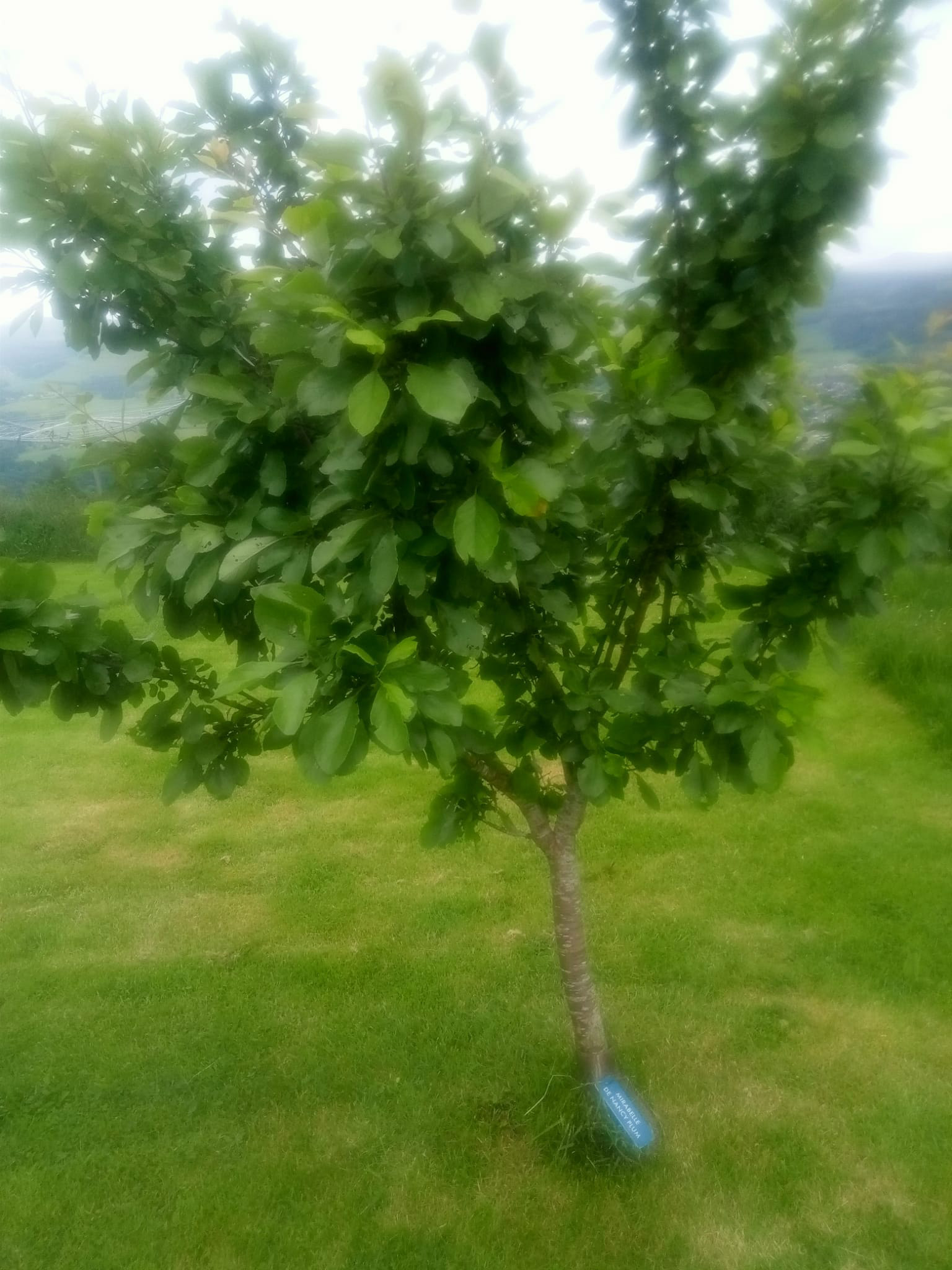 Orchard Development